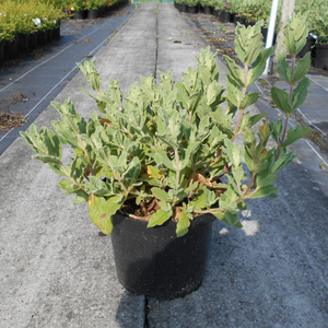 Cistus Pulverulentus Sunset (Rock Rose)